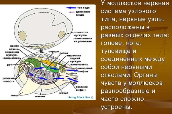 Как не потерять деньги покупая на меге